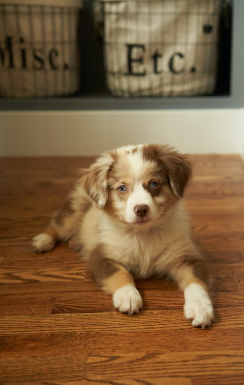 brown merle mini aussie